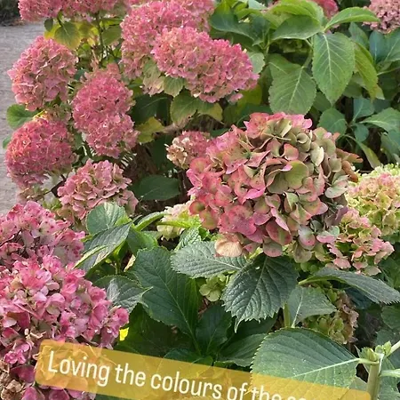 Luxurious Tiny House With Hottub Alpehytte *