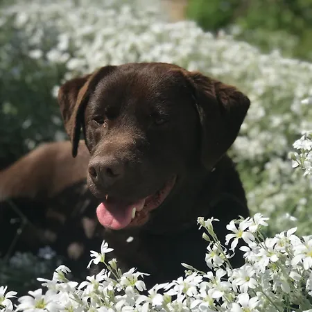 Alpehytte Luxurious Tiny House With Hottub Rijsenhout
