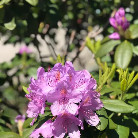 Luxurious Tiny House With Hottub