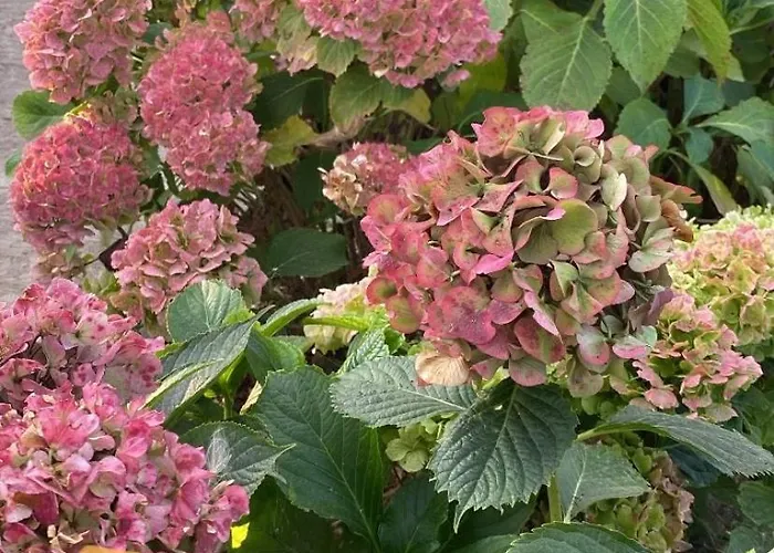 Luxurious Tiny House With Hottub Dağ evi *