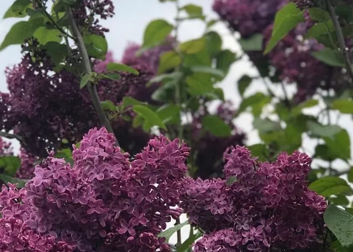 Luxurious Tiny House With Hottub * Rijsenhout