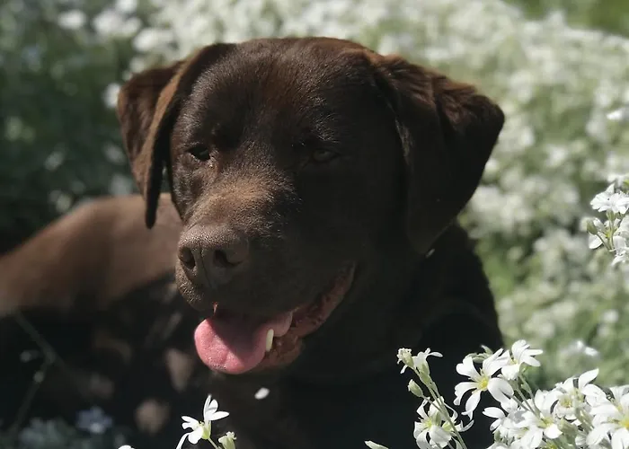 Dağ evi Luxurious Tiny House With Hottub Rijsenhout