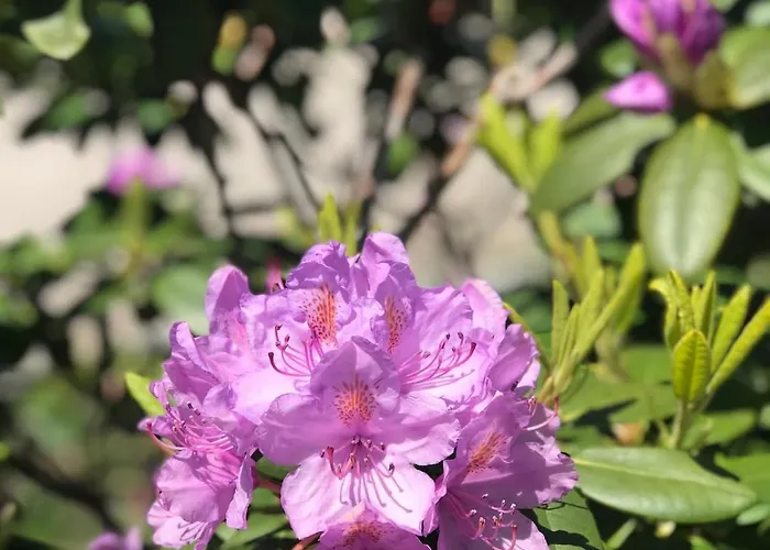 Luxurious Tiny House With Hottub